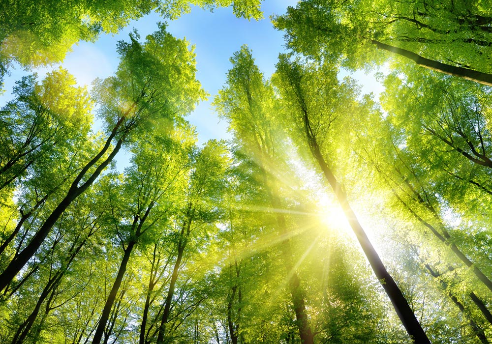 Environment